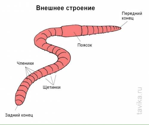 Внешнее строение дождевого червя вывод