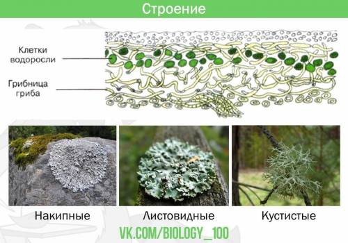 1.почему лишайники выделяют самостоятельную группу организмов? 2.как питается лишайник? 3.каково рол