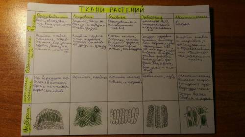 Сделать таблицу : образовательная ткань ,покровные,проводящие,основная,механическая .нужно написать