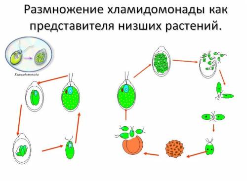 Размножение хламидомонады. как в учебнике бодровой! 24 !