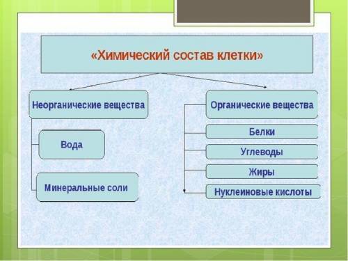 Сообщение по биологии на тему состав клетки 5 класс