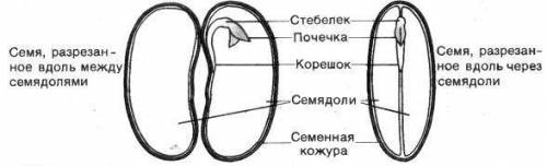 Биология 6 класс автор : пономарева лабораторная работа №1 тема: изучение строения семени фасоли нуж