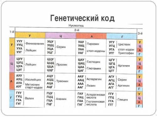 Первые 9 аминокислот в р-цепи инсулина: фенилаланин — валин — аспарагиновая кислота — глутамин — гис