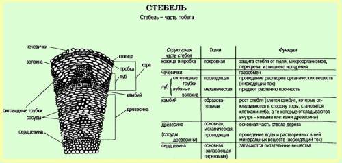 Назовите виды тканей в коре стебля. надо