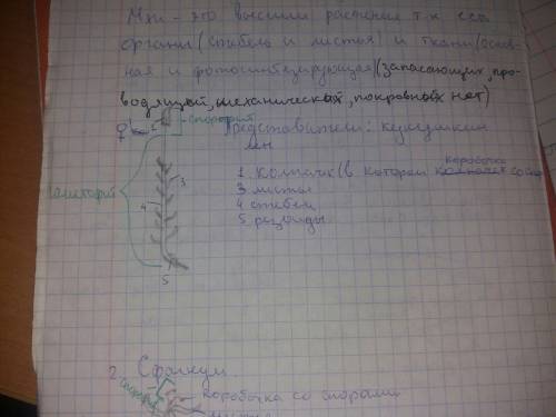 Найдите основные части кукушкина льня. зарисуйте растение и обозначьте его части