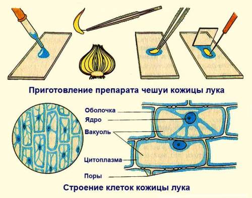 ответить на вопросы 1.как приготовить препарат кожицы чешуи лука? 2.какое строение имеет клетка? 3.г