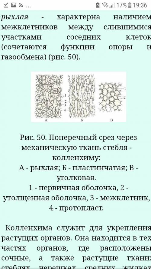 Классификация тканей растений лабораторная работа зарисуйте рассмотрены ткани подпишите их