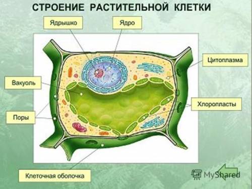 Каким образом вещества из одной клетки в соседние?