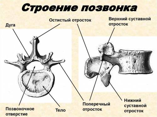 Что общего и чем отличаются позвонки позвоночника?