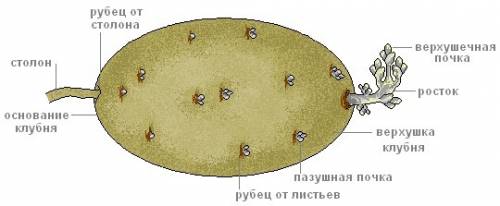 Мне нужен рисунок клубня картофеля с подписями. нужно именно отметить: бровки, пазушные и верхушечну