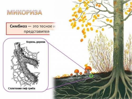 Охарактеризуйте функцию гриба в микоризе.можно ли её назвать паразитической (развернутый ответ)