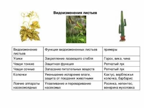 1. можно ли по внешнему виду различить растения влажных мест и засушливых районов? 2. докажите, что