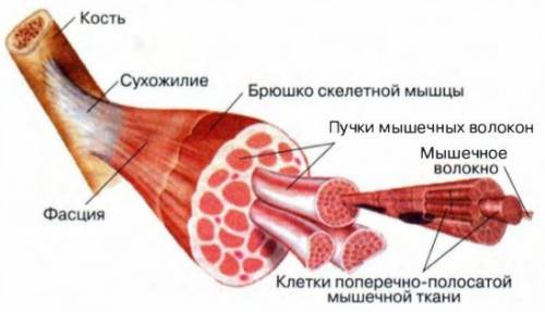 Каково строение мышц? назовите их основные функции. как изменяются структура и функции мышц в зависи