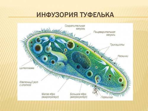 Яких частин тіла інфузорій не видно на мікропрепараті