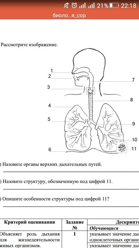 Почему усы не могут расти во время созревания плодов?