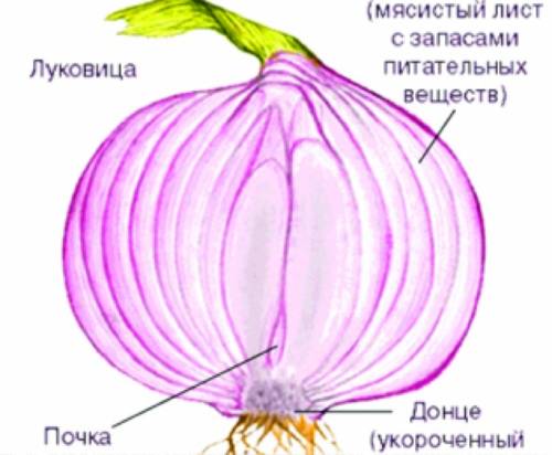 Луковица является видоизменением зачем репчатому луку этот орган ? !