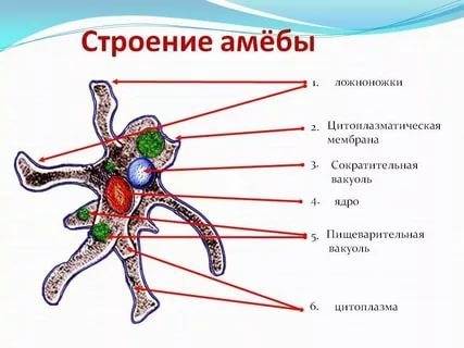 Сбиологией нужно зарисовать амёбу обыкновенную и написать в табличке часть (орган) и его функцию (чт