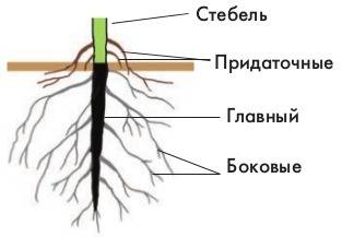 30 . итак 1)измерьте длину тех частей корня,где расположены корневой чехлик и корневые волоски. 2)за