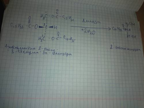 Напишите структурную формулу 1-пальмитил-2-олеид-3-стеарил-sn-глицерола и проведите его гидролиз под