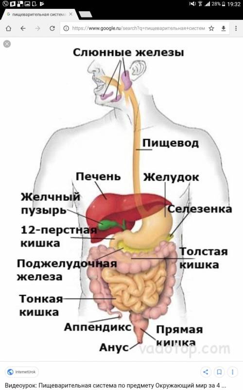 Укажи стрелками части пищеварительно системы.