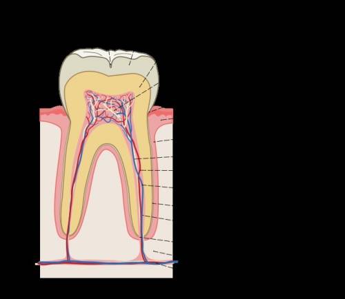 Какое строение имеет зуб человека? ?