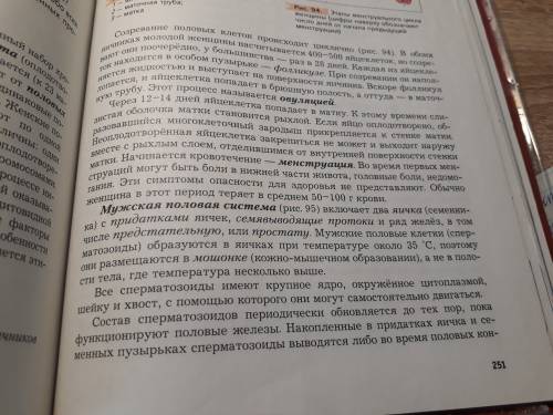 Как происходит зачатие ребенка. опишите строение половой системы мужчины и женщины. по биологии