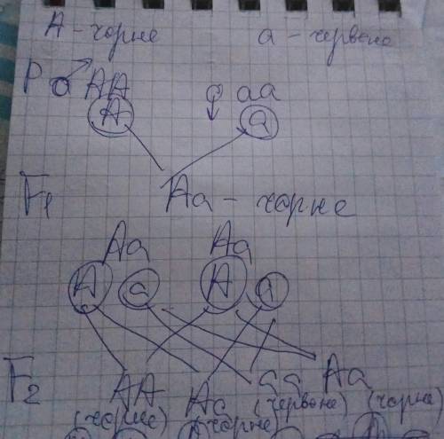 С,. ген чорного забарвлення великої рогатої худоби домінує над геном червоного забарвлення. яке пото