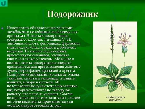 Рассказать об одном лекарственном растении. картинка этого растения. какими лекарственными свойствам