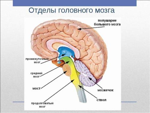 Расположите отделы головного мозга в правильном порядке от спинного и выше. опишите какие части вход