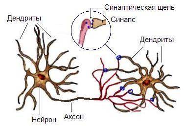 Из каких основных частеи состоит неирон