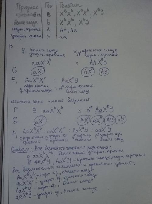 Удрозофил цвет глаз определяется геном ,находящимся в x -хромосоме (красный цвет доминирует над белы