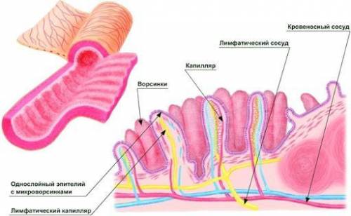 Как питательные вещества из переваренной пищи поступают в различные органы?