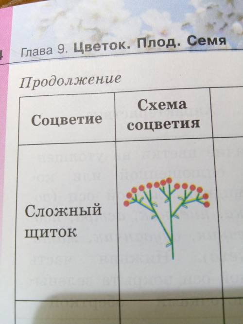 Рассмотрите сложные соцветия найдите главную ось, боковые оси. определите типы представленных соцвет