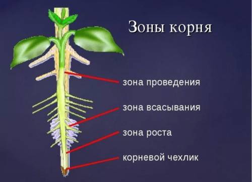 Где находится корневой чехлик и какова его функция?