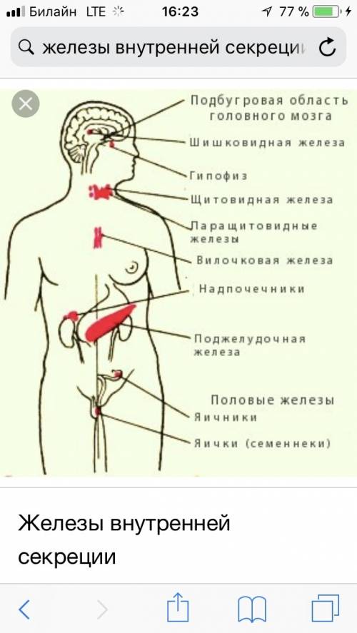 1.выпишите быквы,обозначающие элементы верного ответа на вопрос : какие железы выделяют гормоны в кр