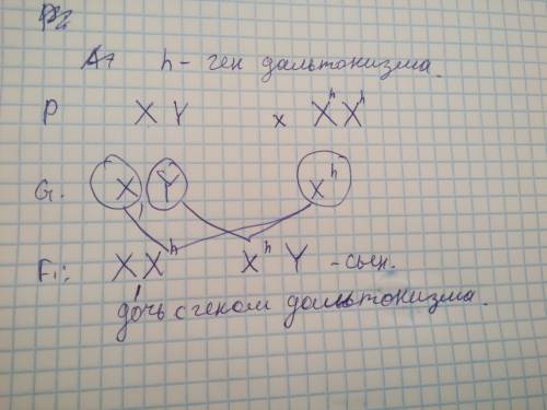 Определите вероятность в процентах рождения сына дальтоника от брака женщины с дальтонизмом и здоров