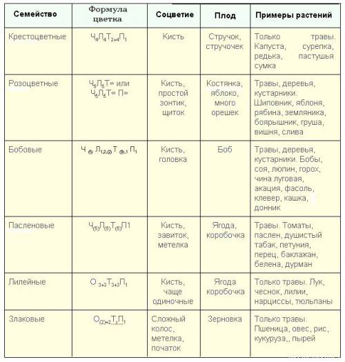 Разшифруйте формулу цветка ч(5)л(2)+3т(10)п1