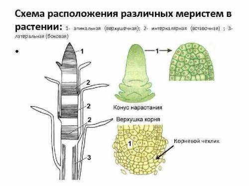 Опишите как растения растут в ширину и в длину