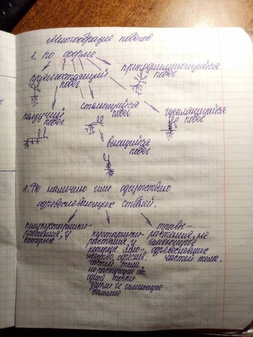 Строение и значение побегов у растений.почки.развитие побега из почки