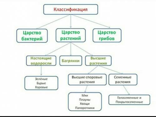 Растительное царство деление его на подцарства, отделы, классы, семейства коротко