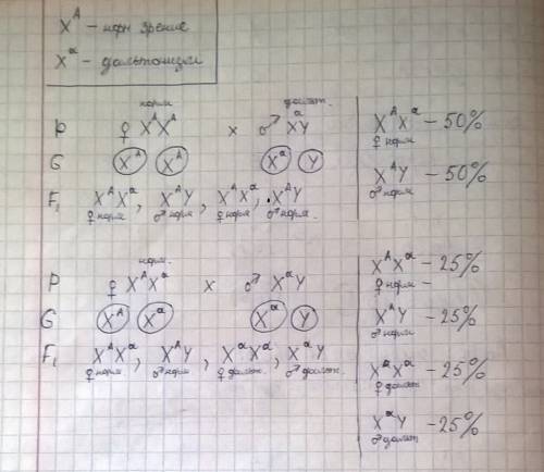 Каковы вероятные генотипы и фенотипы детей от мужчины-дальтоника со здоровой по цветовому зрению жен