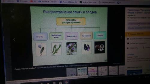 Как распространяются семена и плоды? ответ оформите в виде схемы. ( биология, 6 класс)