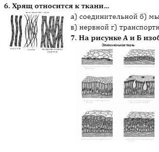 1. в состав ткани входят клетки и… а) цитоплазма б) органы в) органоиды г) межклеточное вещество 2.