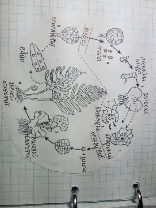 9. зарисуйте схему жизненного цикла папоротника с подписями основных стадий и типов размножения