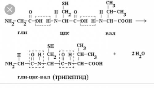 Написать уравнение образования трипептида вал-гли-ала