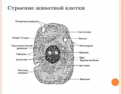 Пользуясь учебником заполните таблицу строение животной клетки