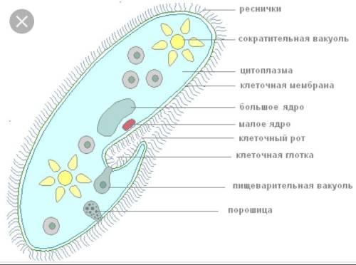 Какие органоиды есть у инфузории туфельки?