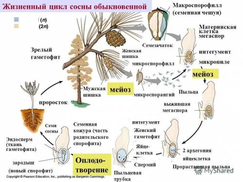 Уели на каждой семенной чешуе женской шишки находится?