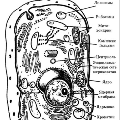 П.1 зарисовать схему строения клетки, обозначить все ее части и их функции.