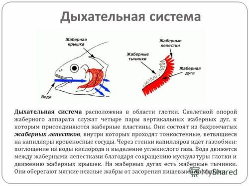 Мне ! составьте мне доклад дыхательная система морских млекопитающих! заранее !